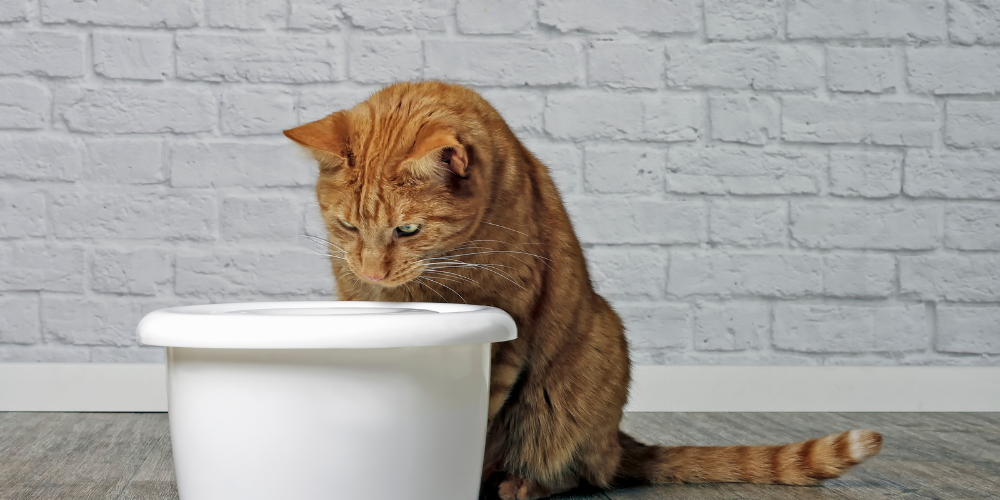 Automatic Pet Water Fountain - How to Set up and Use